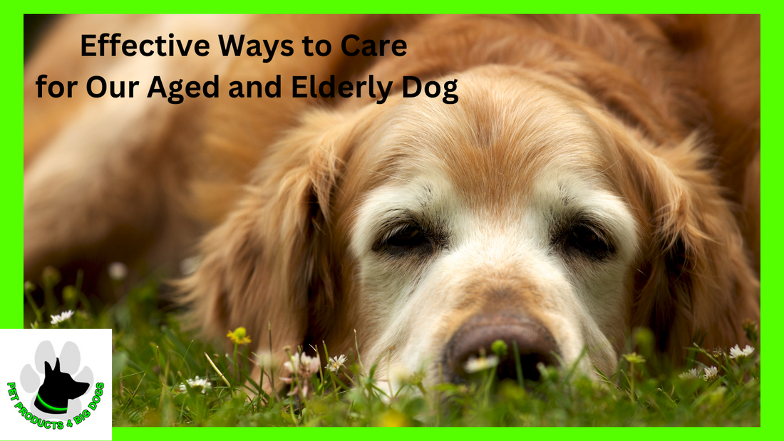 Effective Ways to Care  for Our Aged and Elderly Dog