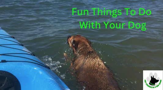 Fun things to do with your dog