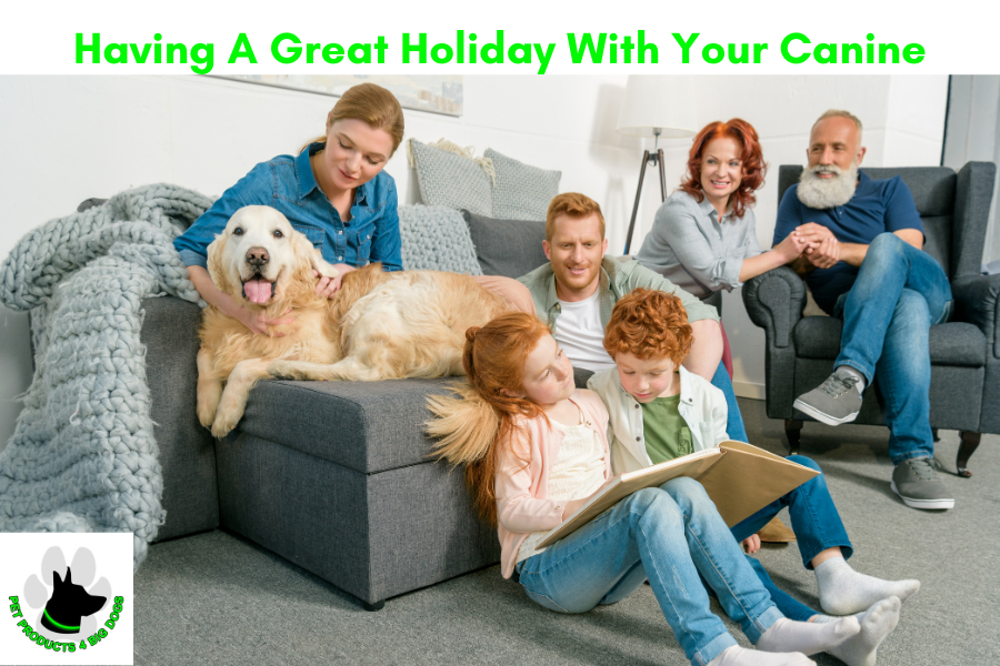 Big Dog Holiday PetSitter Visitor Guest Travel