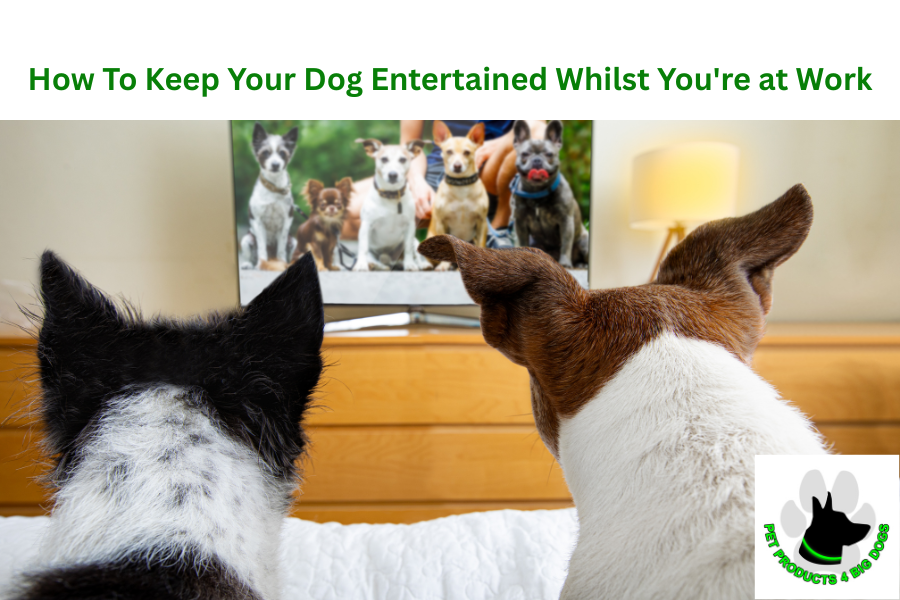 How To Keep Your Dog Entertained Whilst You're at Work
