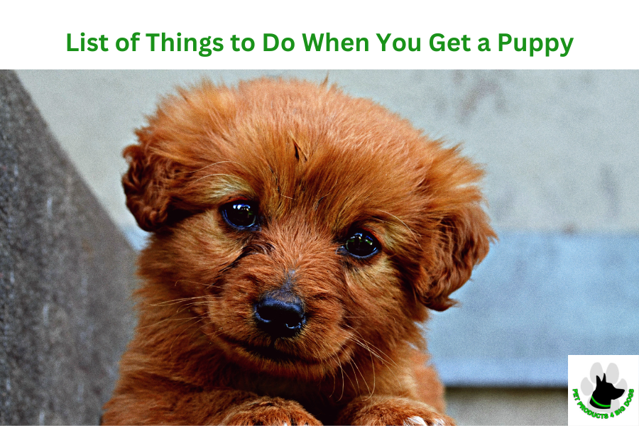 what to do after getting a puppy