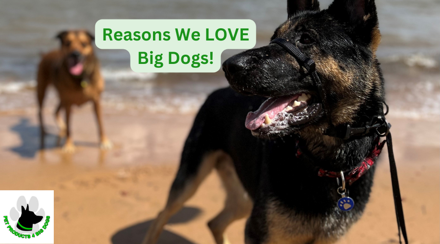 Love big dogs play fun