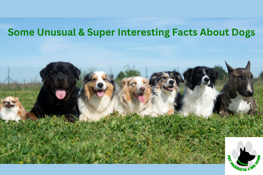Some Unusual & Super Interesting Facts About Dogs