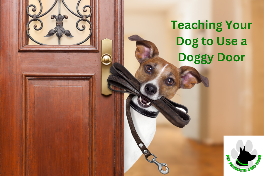Teaching Your Dog to Use a Doggy Door