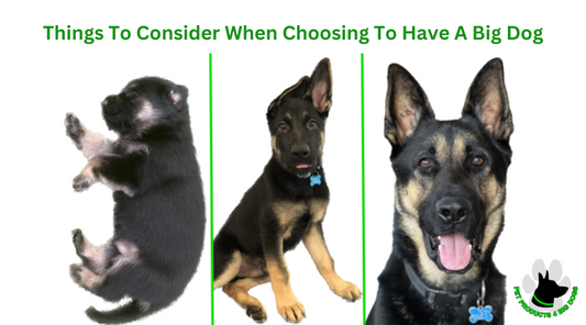 Things To Consider When Choosing To Have A Big Dog