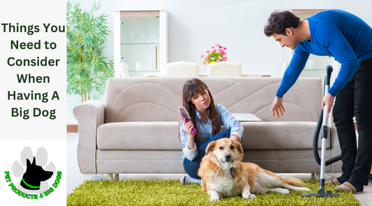 Things You Need to Consider When Having A Big Dog