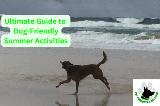 dog-friendly summer activities big dogs beach park