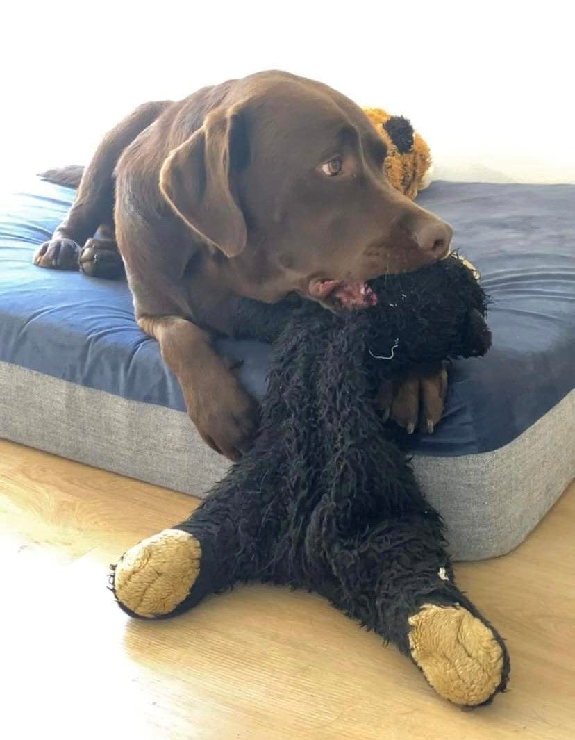 01 Large Dog Bed