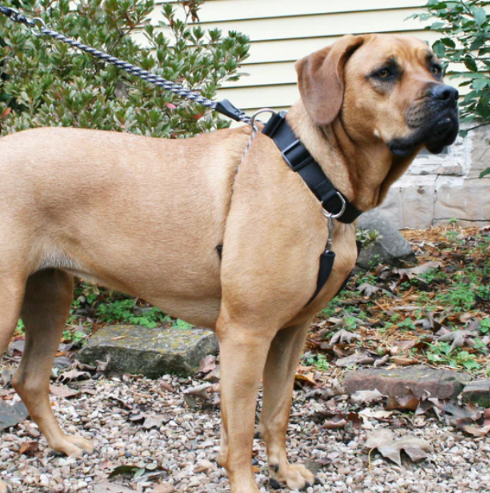 Sporn Big Dog Halter for Big Dogs