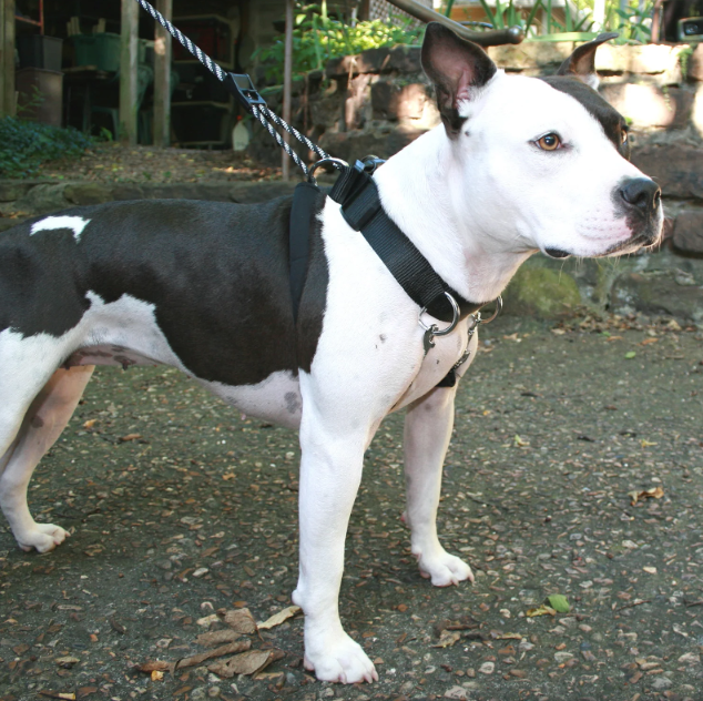 Sporn Big Dog Halter for Big Dogs