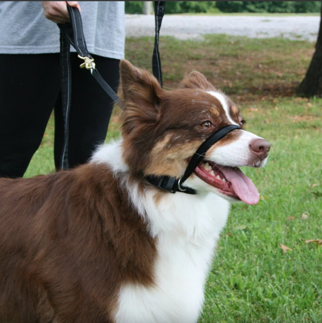 Sporn Head Halter for Big Dogs