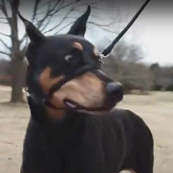 Sporn Head Halter for Big Dog