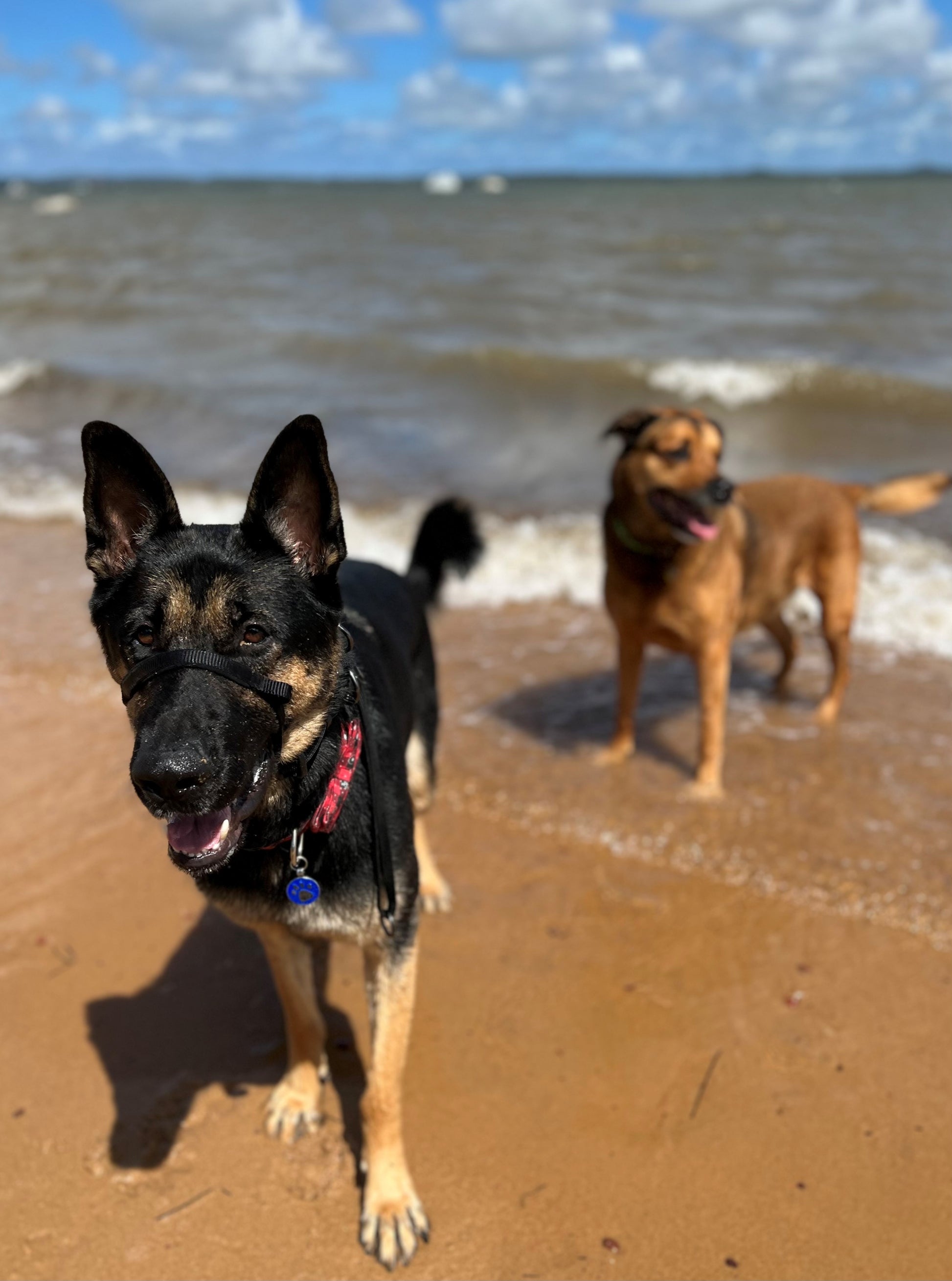 Big dog Head Halter for large dogs Sporn