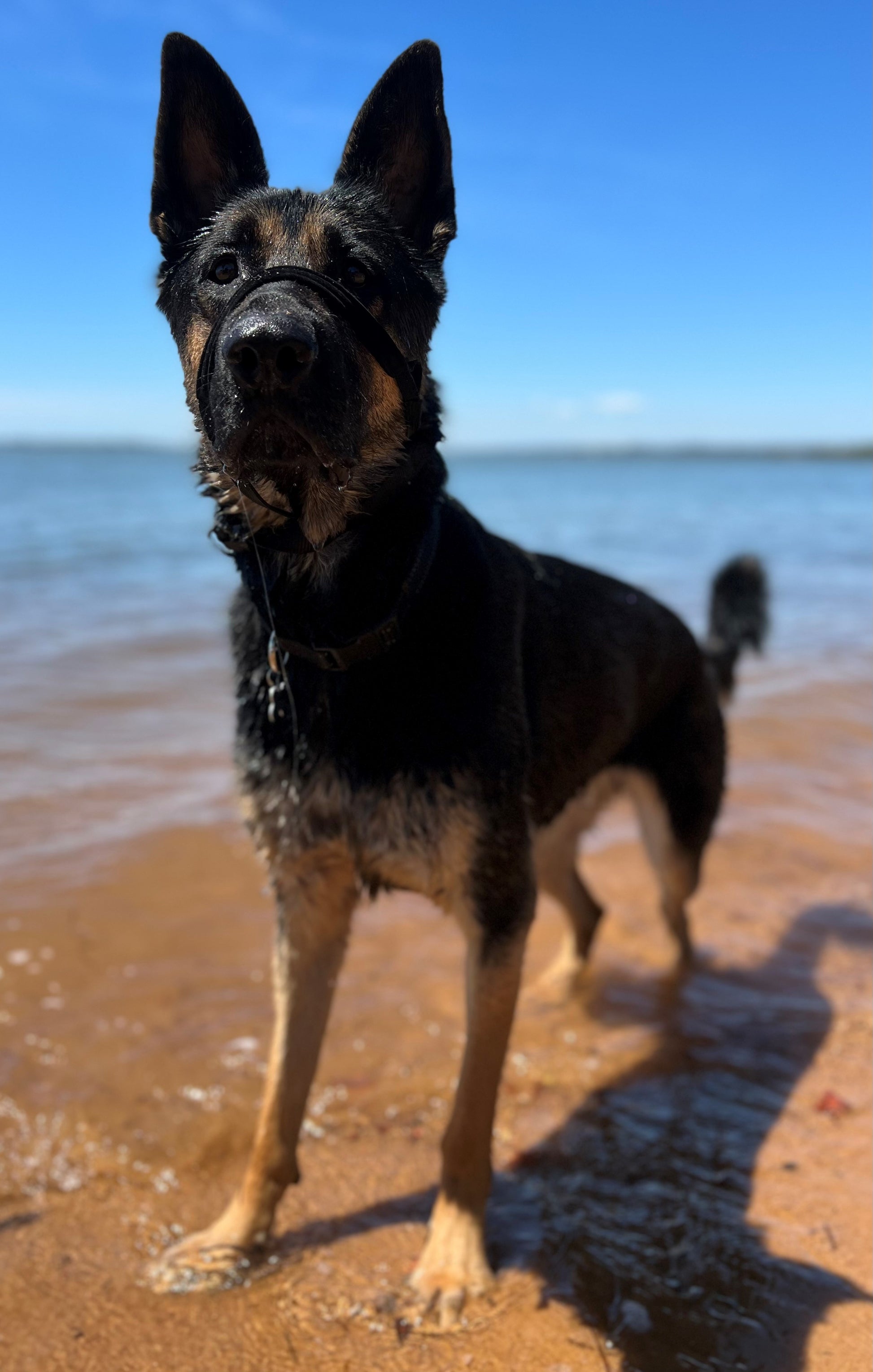 Big dog head halter for large dog
