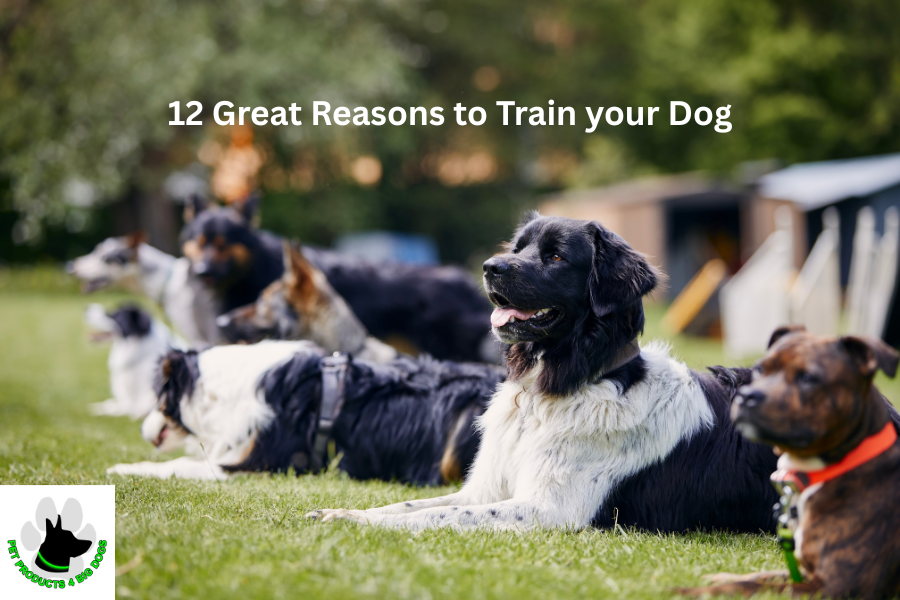 12 Great Reasons to Train your Dog