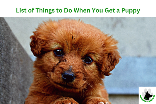 List of Things to Do When You Get a Puppy
