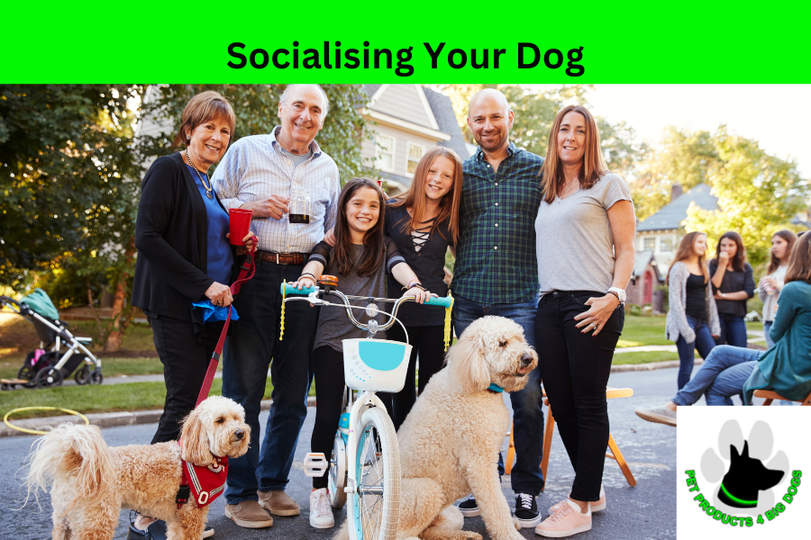 Socialising Your Dog