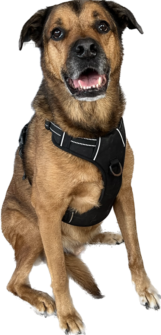 07 No Pull Reflective Dog Vest Harness Black XLarge