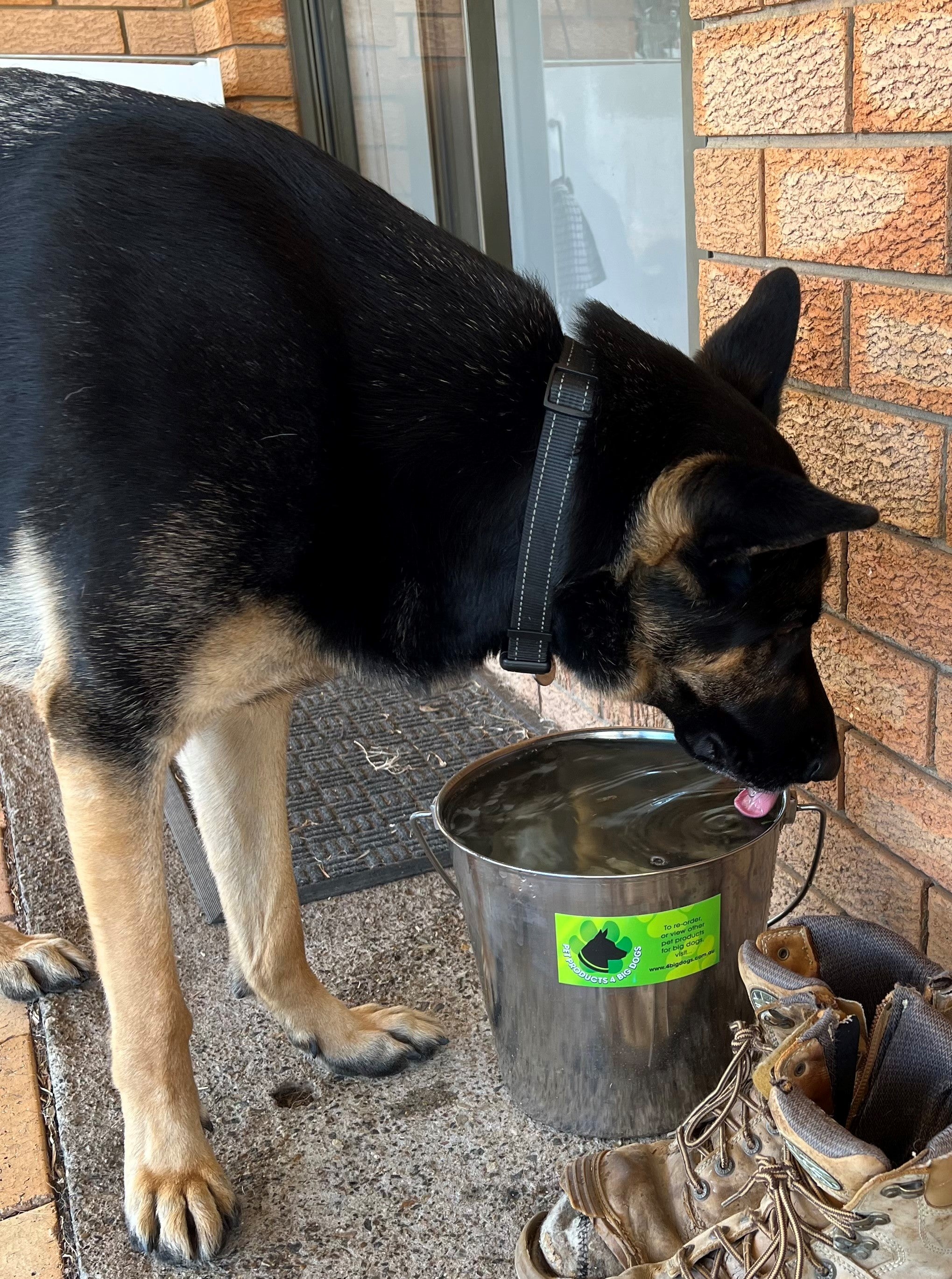 Big dog water store bowl